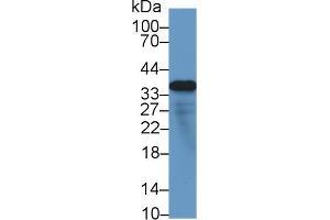 Western Blot; Sample: Human Lung lysate; ;Primary Ab: 1µg/ml Rabbit Anti-Human MFAP4 Antibody;Second Ab: 0.