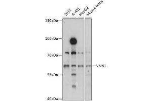 Western blot analysis of extracts of various cell lines, using VNN1 antibody (ABIN1683272, ABIN3017737, ABIN3017738 and ABIN6220225) at 1:3000 dilution. (VNN1 Antikörper  (AA 300-415))