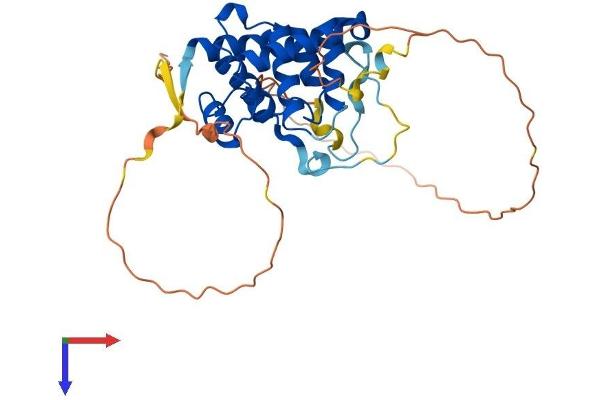 SPDYA Protein (AA 1-310) (His tag)