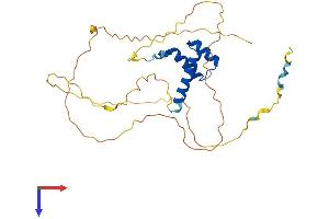 DLX3 Protein (AA 1-287) (His tag)
