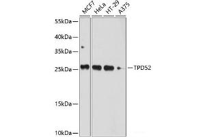 Western blot analysis of extracts of various cell lines using TPD52 Polyclonal Antibody at dilution of 1:1000. (TPD52 Antikörper)