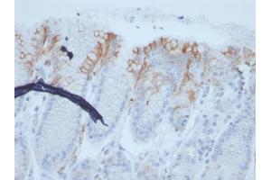 Formalin-fixed, paraffin-embedded human stomach stained with MUC2 Recombinant Mouse Monoclonal Antibody (rMLP/842). (Rekombinanter MUC2 Antikörper)
