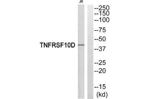 Western Blotting (WB) image for anti-Tumor Necrosis Factor Receptor Superfamily, Member 10d, Decoy with Truncated Death Domain (TNFRSF10D) (Internal Region) antibody (ABIN1852763) (DcR2 Antikörper  (Internal Region))