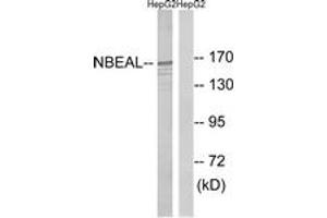 Western blot analysis of extracts from HepG2 cells, using NBEAL1 Antibody. (NBEAL1 Antikörper  (AA 566-615))