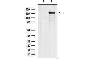 Western blot analysis of lysates from Mouse brain, using Intersectin 1 Antibody.