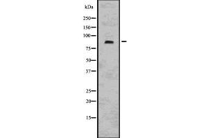 Western blot analysis of Mitofusin using 293 whole cell lysates