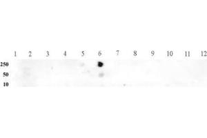 Histone H3 monomethyl Lys9 pAb tested by dot blot analysis.