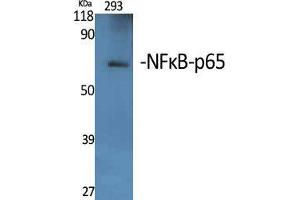 Western Blot (WB) analysis of specific cells using NFkappaB-p65 Polyclonal Antibody.