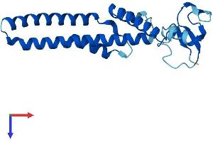 GINS1 Protein (AA 1-196) (His tag)