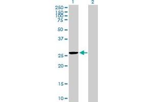 Western Blot analysis of MRPS35 expression in transfected 293T cell line by MRPS35 MaxPab polyclonal antibody. (MRPS35 Antikörper  (AA 1-227))
