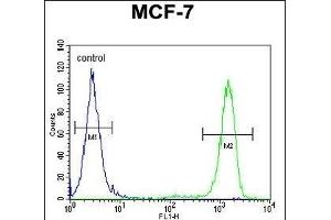 EFHB Antibody (N-term) (ABIN654858 and ABIN2844520) flow cytometric analysis of MCF-7 cells (right histogram) compared to a negative control cell (left histogram). (EFHB Antikörper  (N-Term))