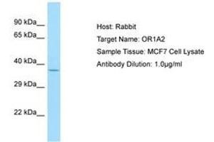 Image no. 1 for anti-Olfactory Receptor, Family 1, Subfamily A, Member 2 (OR1A2) (C-Term) antibody (ABIN6749900) (OR1A2 Antikörper  (C-Term))
