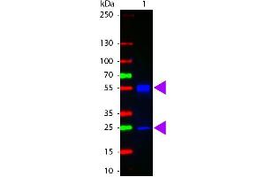 Western Blot of ATTO 425 conjugated Goat anti-Mouse IgG antibody. (Ziege anti-Maus IgG (Heavy & Light Chain) Antikörper (Atto 425) - Preadsorbed)
