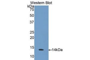 Western Blotting (WB) image for anti-Chemokine (C-C Motif) Ligand 26 (CCL26) (AA 24-94) antibody (ABIN1175485) (CCL26 Antikörper  (AA 24-94))