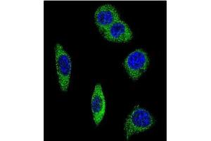 Immunofluorescence (IF) image for anti-Adrenergic, alpha-2B-, Receptor (ADRA2B) (AA 349-378) antibody (ABIN453503)