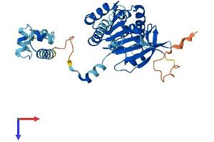 RAD51C Protein (AA 1-366) (His tag)