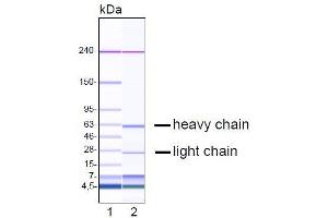 Capillary gel electrophoresis of purified ME-1C4 monoclonal antibody. (GDF15 Antikörper  (N-Term))