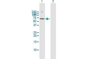 Western Blot analysis of GRK6 expression in transfected 293T cell line by GRK6 MaxPab polyclonal antibody.