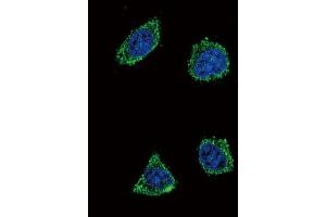 Immunofluorescence (IF) image for anti-Growth Hormone Releasing Hormone (GHRH) antibody (ABIN3003474) (GHRH Antikörper)