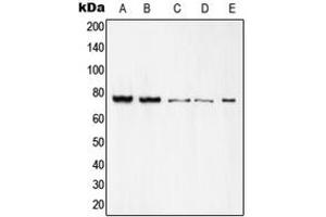 Western blot analysis of c-Rel expression in K562 (A), Raw264. (c-Rel Antikörper  (C-Term))