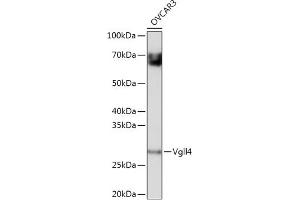 Western blot analysis of extracts of OVC cells, using Vgll4 antibody (ABIN7271320) at 1:1000 dilution. (VGLL4 Antikörper)
