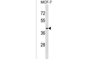 OR56B1 Antibody (N-term) (ABIN1538861 and ABIN2849834) western blot analysis in MCF-7 cell line lysates (35 μg/lane). (OR56B1 Antikörper  (N-Term))
