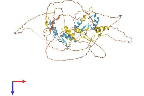 IKZF4 Protein (AA 1-585) (His tag)