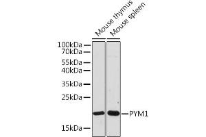 Western blot analysis of extracts of various cell lines, using PYM1 Rabbit pAb (ABIN7269181) at 1:1000 dilution. (PYM Antikörper)