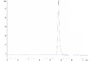 Size-exclusion chromatography-High Pressure Liquid Chromatography (SEC-HPLC) image for Interferon, alpha 1 (IFNA1) (AA 24-189) protein (Fc Tag) (ABIN7274845)