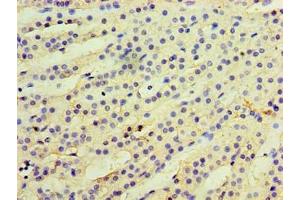 Immunohistochemistry of paraffin-embedded human adrenal gland tissue using ABIN7157764 at dilution of 1:100 (CCBL2 Antikörper  (AA 1-454))