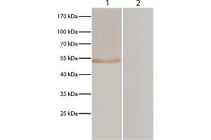 Lane 1 - pVAX-EF-1α transfected BHK cells Lane 2 - pVAXI transfected BHK cells pVAX-EF-1α and pVAXI transfected BHK cells were resolved by electrophoresis, transferred to membrane, and probed with anti-T. (Ziege anti-Huhn IgY (Heavy & Light Chain) Antikörper (FITC))