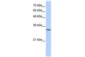 Image no. 1 for anti-Sideroflexin 1 (SFXN1) (N-Term) antibody (ABIN6741065) (SFXN1 Antikörper  (N-Term))