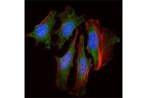 Immunofluorescence analysis of Hela cells using CLOCK antibody (green).