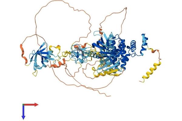 PKC mu Protein (AA 1-912) (His tag)