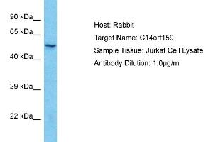 Host: Rabbit Target Name: C14orf159 Sample Type: Jurkat Whole Cell lysates Antibody Dilution: 1. (C14ORF159 Antikörper  (C-Term))