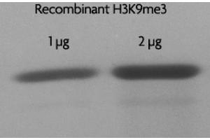 Recombinant Histone H3 trimethyl Lys9 analyzed by SDS-PAGE gel. (Histone 3 Protein (H3) (H3K9me3))