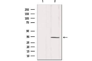 Western blot analysis of extracts from Mouse brain, using CDC2 Antibody. (CDK1 Antikörper  (N-Term))