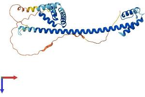 HMG20B Protein (AA 1-317) (His tag)