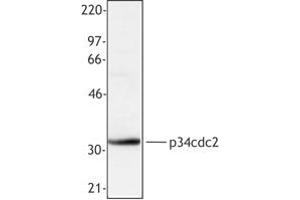 Image no. 1 for anti-Cyclin-Dependent Kinase 1 (CDK1) antibody (ABIN205503) (CDK1 Antikörper)