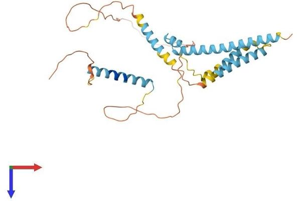 CAMLG Protein (AA 1-296) (His tag)