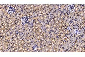 Detection of NNMT in Mouse Kidney Tissue using Polyclonal Antibody to Nicotinamide-N-Methyltransferase (NNMT) (NNMT Antikörper  (AA 1-264))