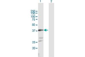 Western Blot analysis of NKX2-1 expression in transfected 293T cell line by NKX2-1 MaxPab polyclonal antibody. (NKX2-1 Antikörper  (AA 1-371))