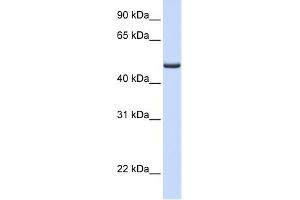 WB Suggested Anti-FDXR Antibody Titration: 0. (Ferredoxin Reductase Antikörper  (Middle Region))