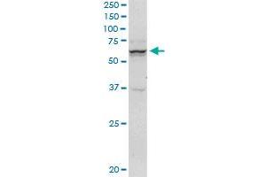 SNX9 monoclonal antibody (M03), clone 3C6. (SNX9 Antikörper  (AA 1-595))