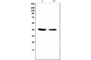 Western blot analysis of PON1 using anti-PON1 antibody (ABIN6719356).