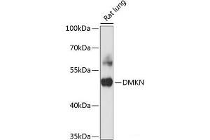Western blot analysis of extracts of Rat ovary using DMKN Polyclonal Antibody at dilution of 1:3000. (Dermokine Antikörper)