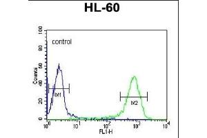 DCP2 Antibody (Center) (ABIN653129 and ABIN2842708) flow cytometric analysis of HL-60 cells (right histogram) compared to a negative control cell (left histogram). (DCP2 Antikörper  (AA 144-173))