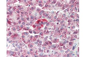 Anti-MAP3K5 / ASK1 antibody IHC of human pancreas. (ASK1 Antikörper  (N-Term))