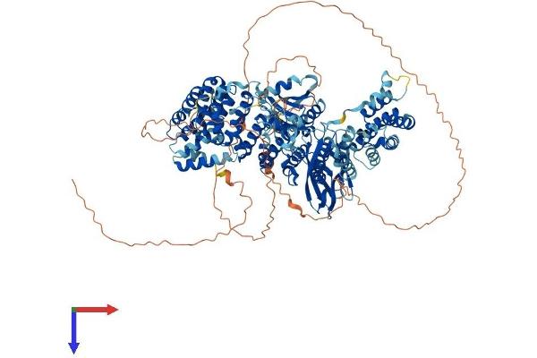 AP3B1 Protein (AA 1-1094) (His tag)