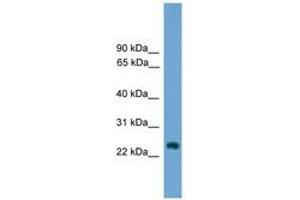 Image no. 1 for anti-Hairy and Enhancer of Split 7 (HES7) (AA 151-200) antibody (ABIN6744677) (HES7 Antikörper  (AA 151-200))